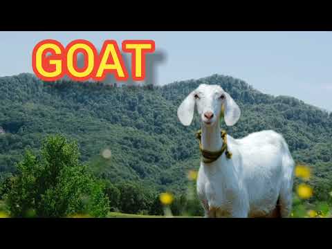 ANIMAL NAMES AND SOUNDS for kids video compilation- Learn animals names and sounds for Children's.