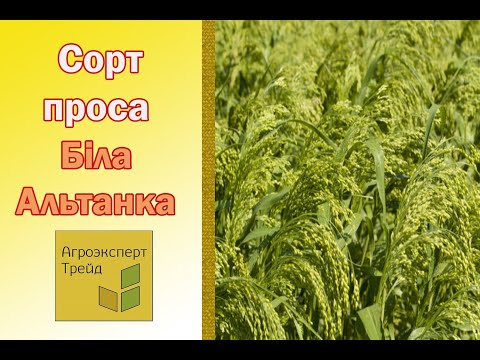 Просо Біла Альтанка 🌾, опис сорту 🌾 - насіння в Україні