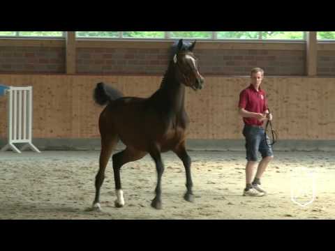 RD17 Holsteiner Stute von Lavall I - Contender - Feenspross xx