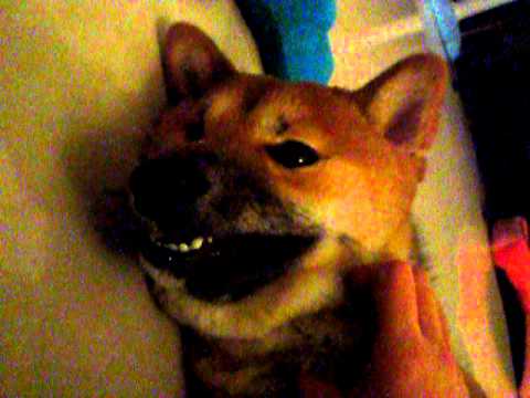 詭異的笑容XDD(原發表者:MEKI麻)(影片)