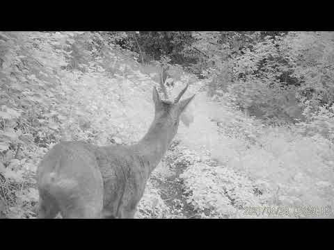 2021 0428 052914 009