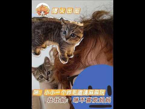 壯壯媽與貓咪同桌吃飯，貓咪竟發出詭異叫聲引發爆笑 #貓咪 #萌寵 #鏟屎官 #萬萬沒想到 #可愛到爆炸