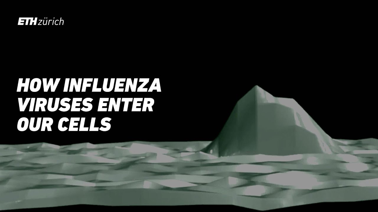 Vidéo : virus de la grippe attaquant une cellule