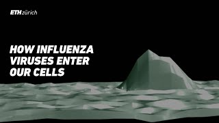 How influenza viruses enter our cells