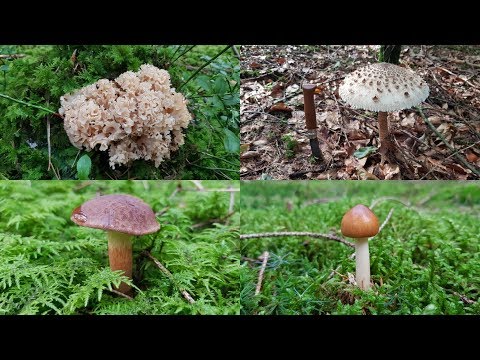 Der Bayern Sondler Teil 130 - Parasol, Marone und Gluckilein kommen in das Körbchen rein