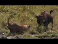 Lioness Hunting Wildebeest Big Cat Diary BBC Studios