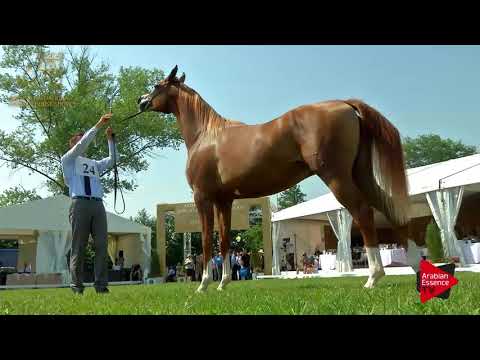 N.24 POGANINKA - 2017 Pride Of Poland - 2 Years Old Fillies (Class 2A)