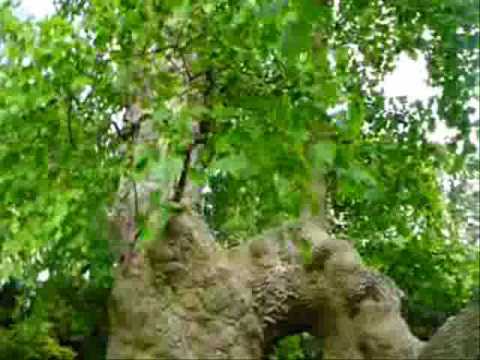 Swamp cypres, Moeras cypres, Taxodium distichum. 31-05-'09