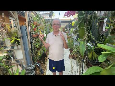 How I care for Tolumnia prionochila