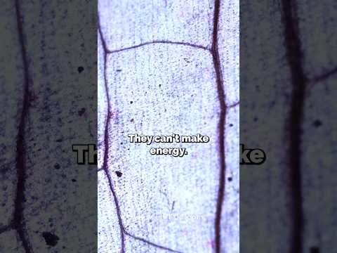 The Importance of Tissue Oxygenation in Recovery