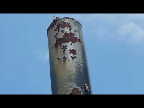 Paper Wasps Like Basketball in Freehold, NJ