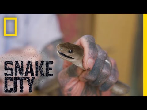 Black Mamba in the Fridge | Snake City