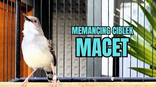 Download lagu suara burung CIBLEK GACOR NGEBREN Pancingan Ciblek Semi bahan jadikan ciblek kristal gacor Tarung mp3