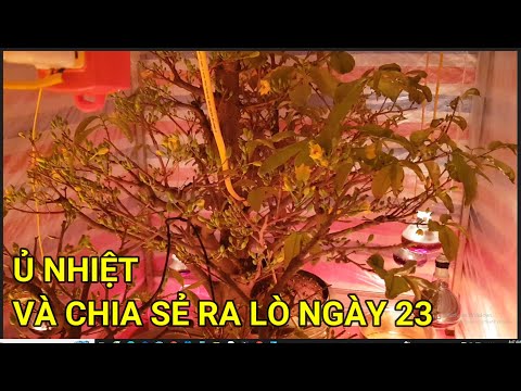 🔴 QBS22354 - SHARE THE METHOD OF HEAT PRESERVATION FOR YELLOW APRICOT BLOSSOMS | Stimulate YELLOW...
