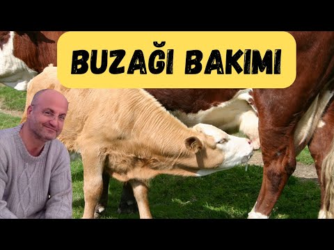 , title : 'Buzağı Bakımı Prof. Dr. Armağan HAYIRLI'