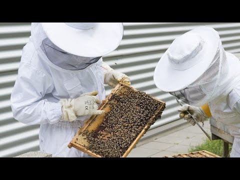 , title : 'أسهل طريقة لتربية النحل ورعايته'