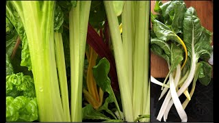 Cool Crisp Swiss Chard Harvest