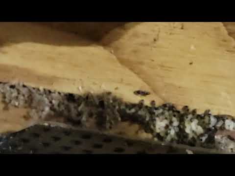 Ants Nesting Above the Router in Jackson, NJ