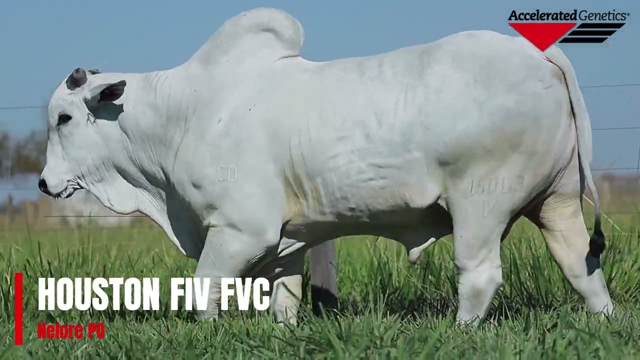 Vídeo HOUSTON FIV FVC