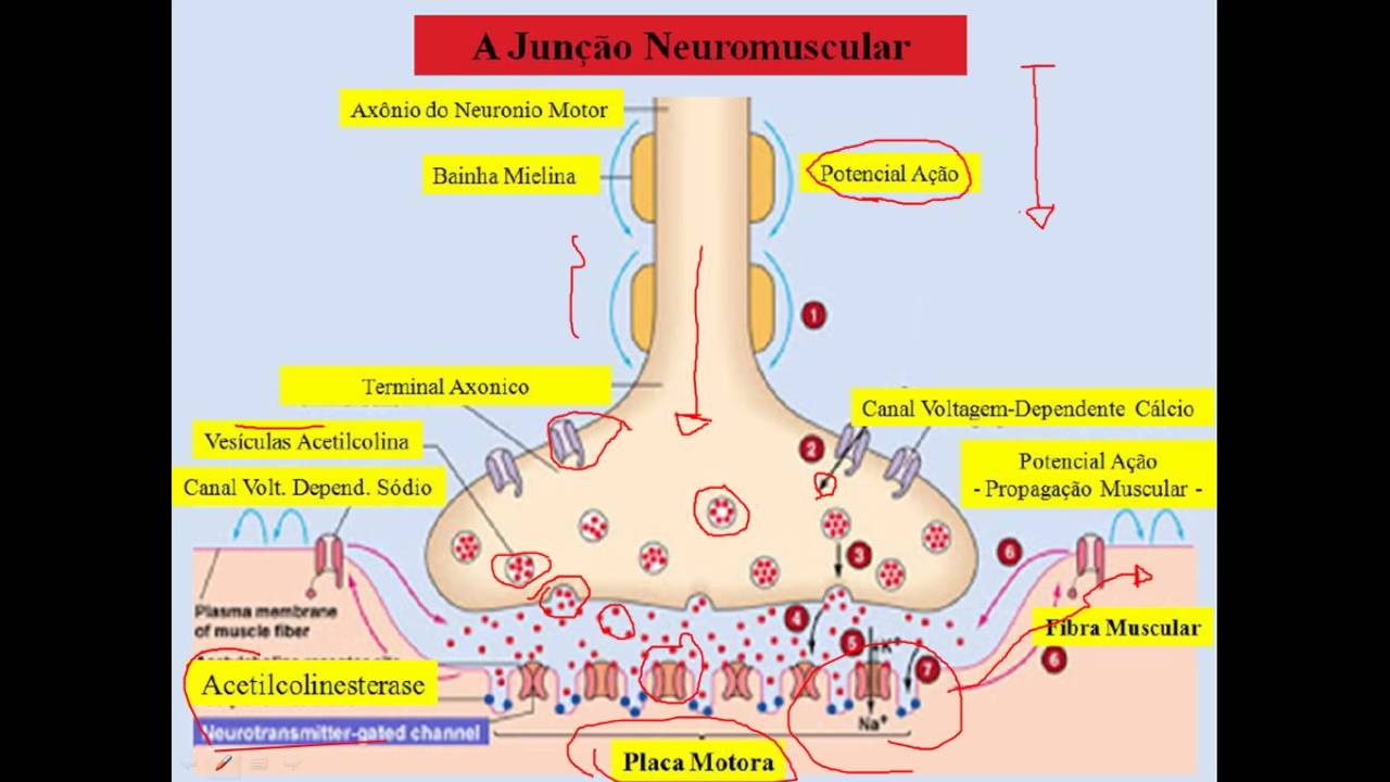 FISIOLOGIA - Placa Motora ( junção neuromuscular) PARTE 02