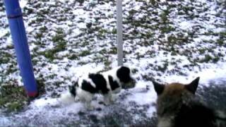 preview picture of video 'leo n lucy cavalier king charles visit netley,southampton'