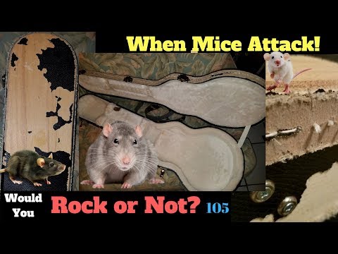 Beware the Mice! Rodent-Worn Les Paul Case | Would You Rock or Not? 105 Video