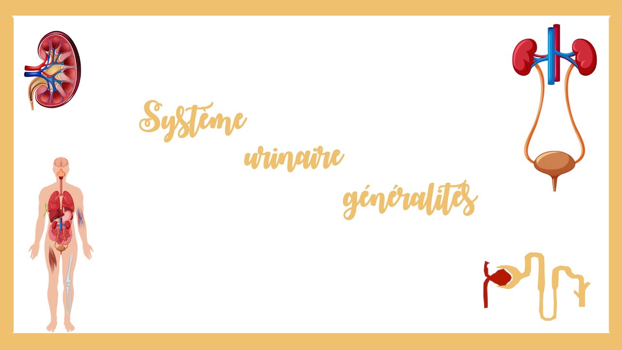 Le système urinaire généralités( Anatomie, physiologie et histologie).