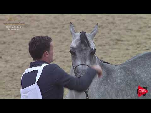 N.55 KATARA AL KHOR - 2019 Qatar Individuals - Fillies 2 Years Old (Class 2A) .mp4