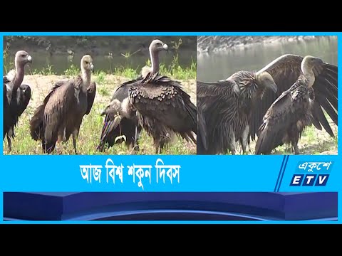 প্রকৃতির ঝাড়ুদার হিসেবে পরিচিত শকুন এখন বিলুপ্ত প্রায়