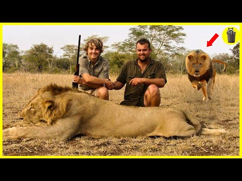 12 KARMA Moments Predators On Humans and Trophy Hunters | Lion, Leopard,Tiger...