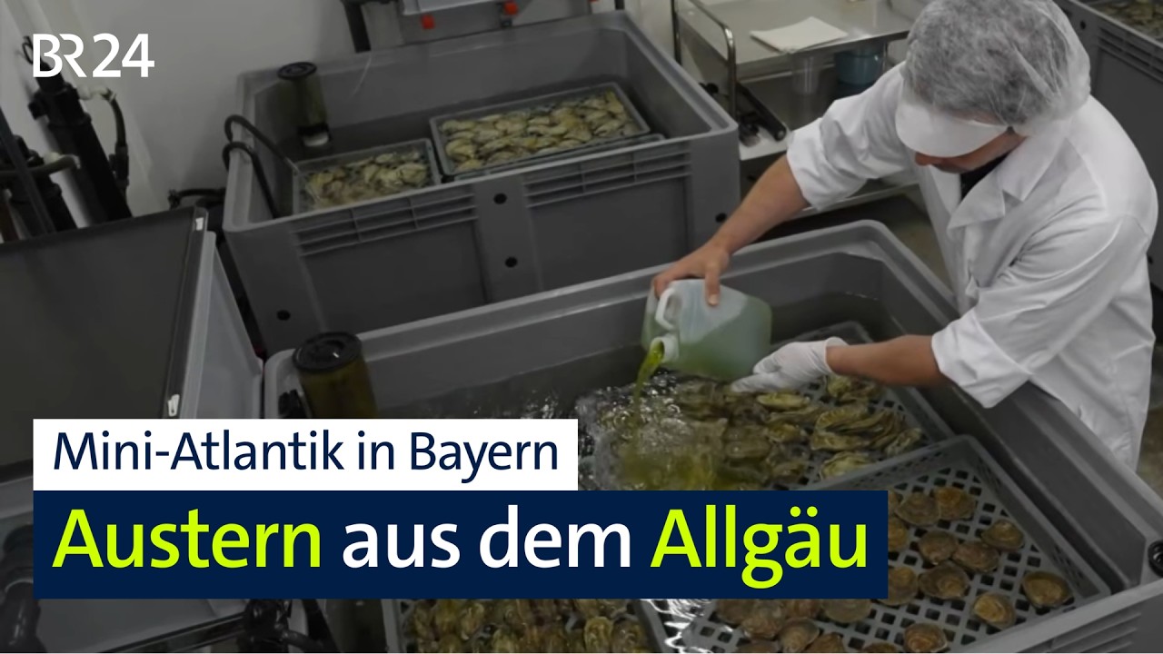Schwäbische Delikatessen: Austern aus dem Allgäu | Abendschau | BR24