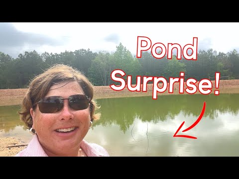 You won't believe what I found in the Pond!