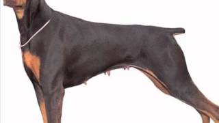 Dr. Dobermann, Francesco De Gregori (Mira Mare 19.4.89)