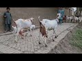 Teddy Goat Bakriyan Jyada Dudh Dene Wale Bakriyan Khade Kanon Wali Bakriyan Teddy Bakriyon Ki Mandi