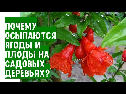 , title : 'Почему осыпаются цветы, ягоды и плоды на садовых деревьях? Что нужно сделать для сохранения урожая'