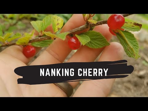 , title : 'Nanking Cherry Tasting and Review'