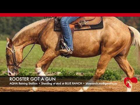 ROOSTER GOT A GUN • Breeding Season