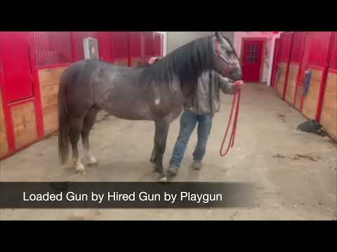 Loaded Gun by Hired Gun by Playgun