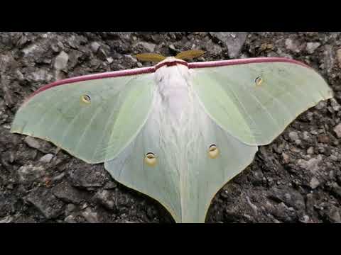 긴꼬리산누에나방(Actias aliena)
