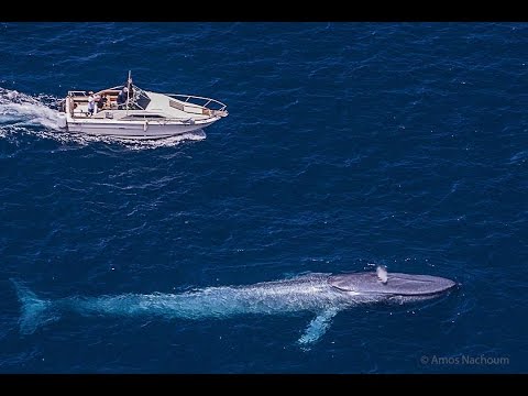 The Biggest Sea Creature : Blue Whale : Best Documentary 2017