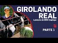 Caso De Sucesso 278 Girolando Real Parte 1 Lavoura De BRS Capiaçu Casos De Sucesso