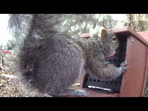 A squirre learns to use the Kingsyard box