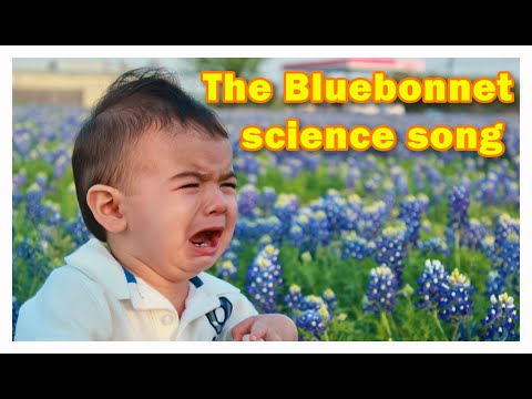 Bluebonnet song for kids