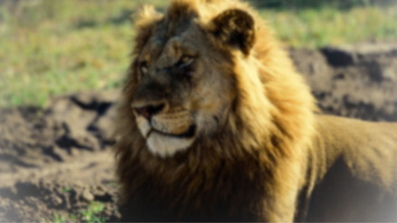 Leão- O Leão Que Matou 20 Hienas