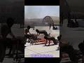 Taliban Attitude Status Afghan Taliban New Army Training Status Taliban Afghanistan Short