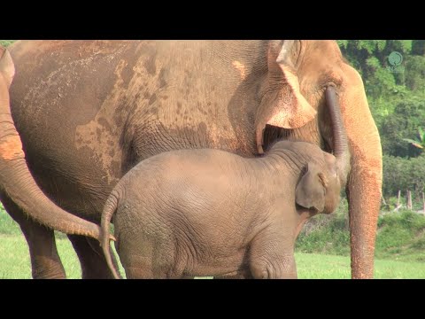 Baby Elephant Wan Mai And Her Remarkable Attachment With Two Guardians  - ElephantNews