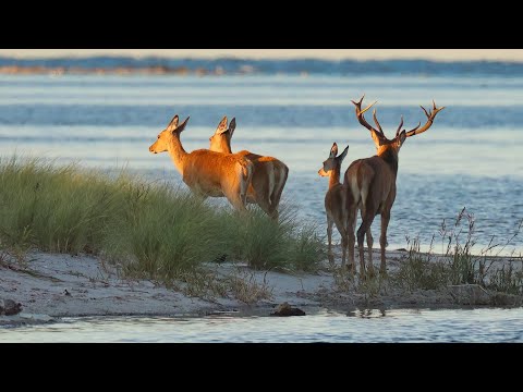 2025 09   Rotwildbrunft  auf dem Darß