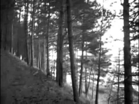 TURE'E  The Forest Of Dark Trees - 2012