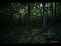 Synchronous Fireflies 4K