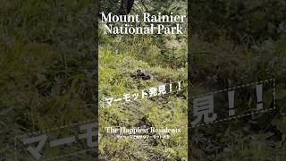 マウントレーニアの愉快なマーモットたち【ポートランド駐在妻vlog】#ポートランド駐在妻 #アメリカ生活 #マーモット #マウントレーニア国立公園 #マウントレーニア #mountrainier